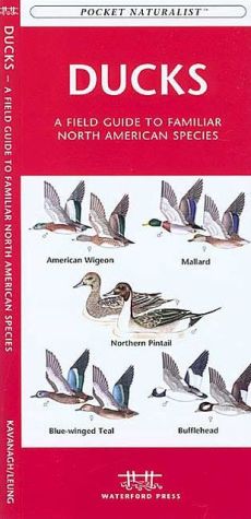 Ducks: A Field Guide to Familiar North American Species